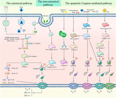 The role of pyroptosis in inflammatory diseases